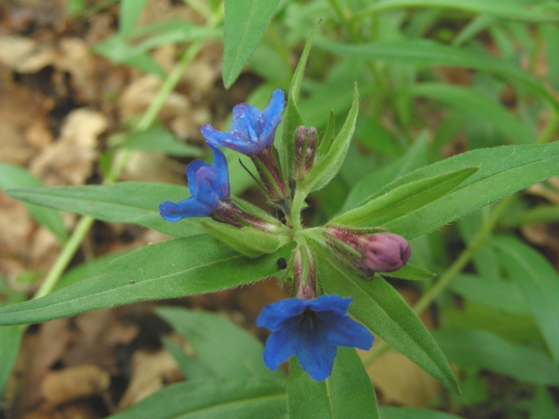 Dal parco dei gessi (Bologna) - Buglossoides purpurocaerulea